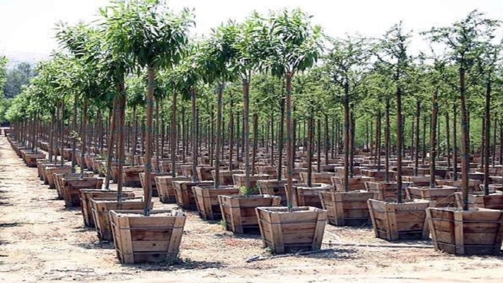 Characteristics of a good seedling Characteristics of a good seedling