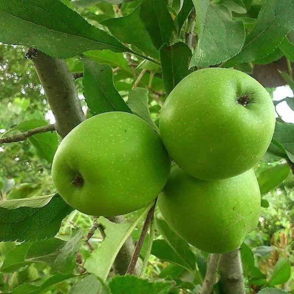 نهال سیب سبز
