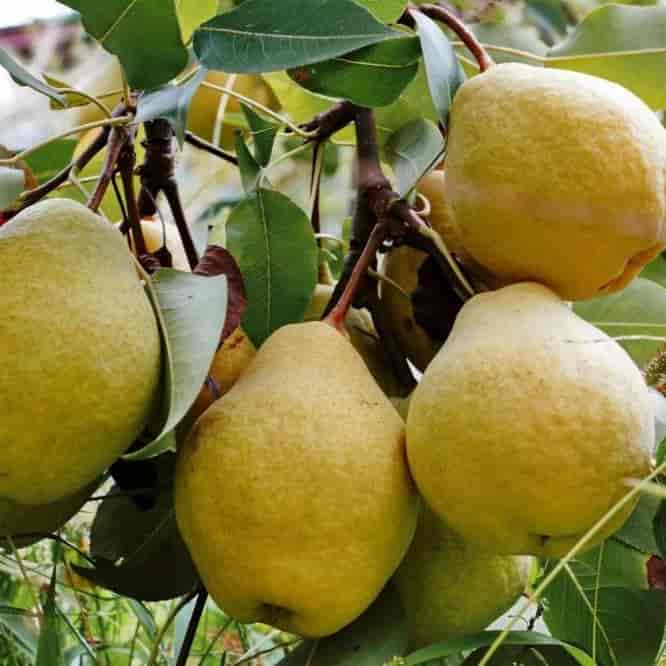 نهال گلابی