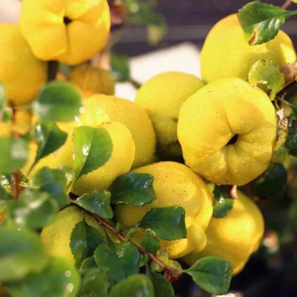 نهال به شاهرودی و اصفهان