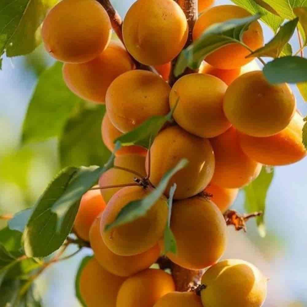 نهال زرد آلو