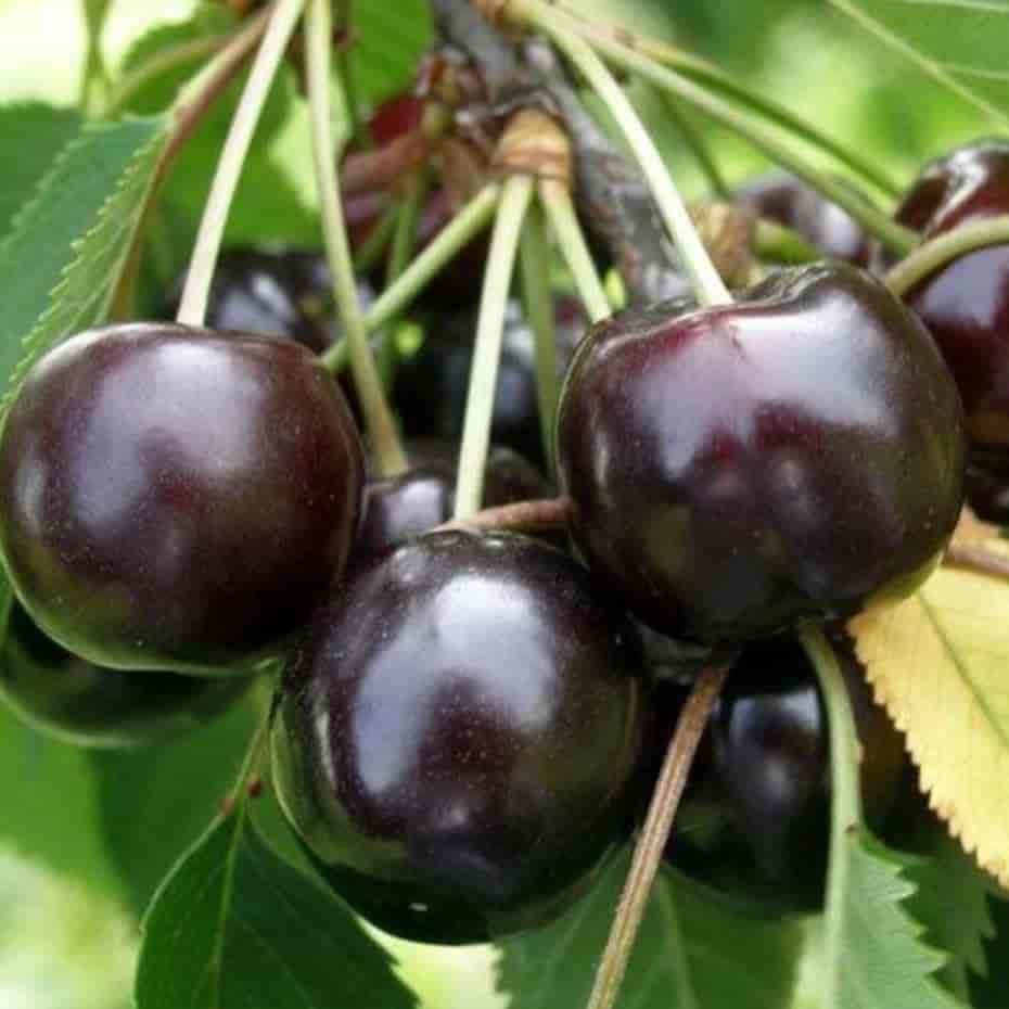 نهال گیلاس