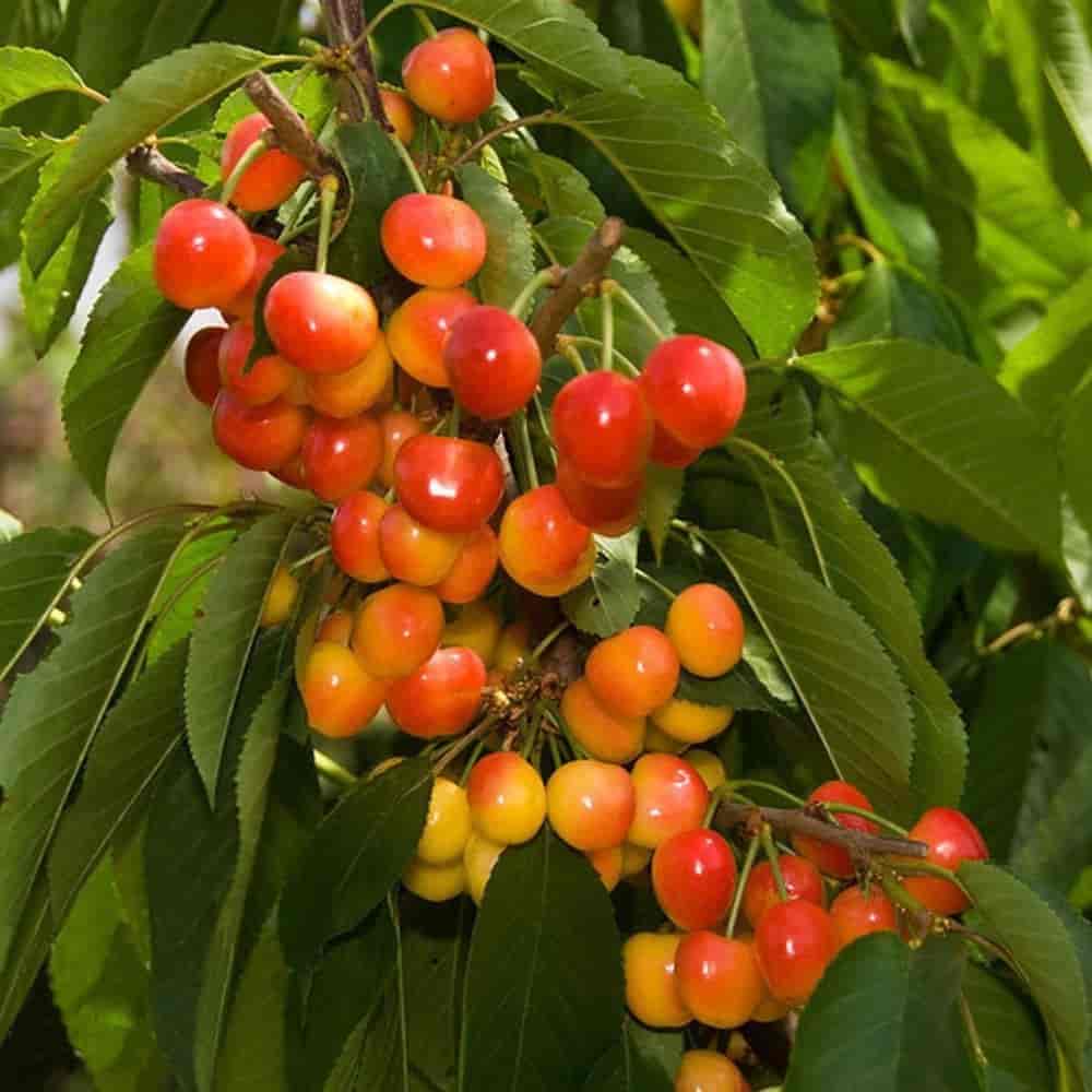 نهال گیلاس زرد