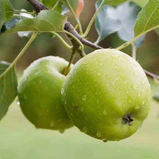 1739344733669.webp