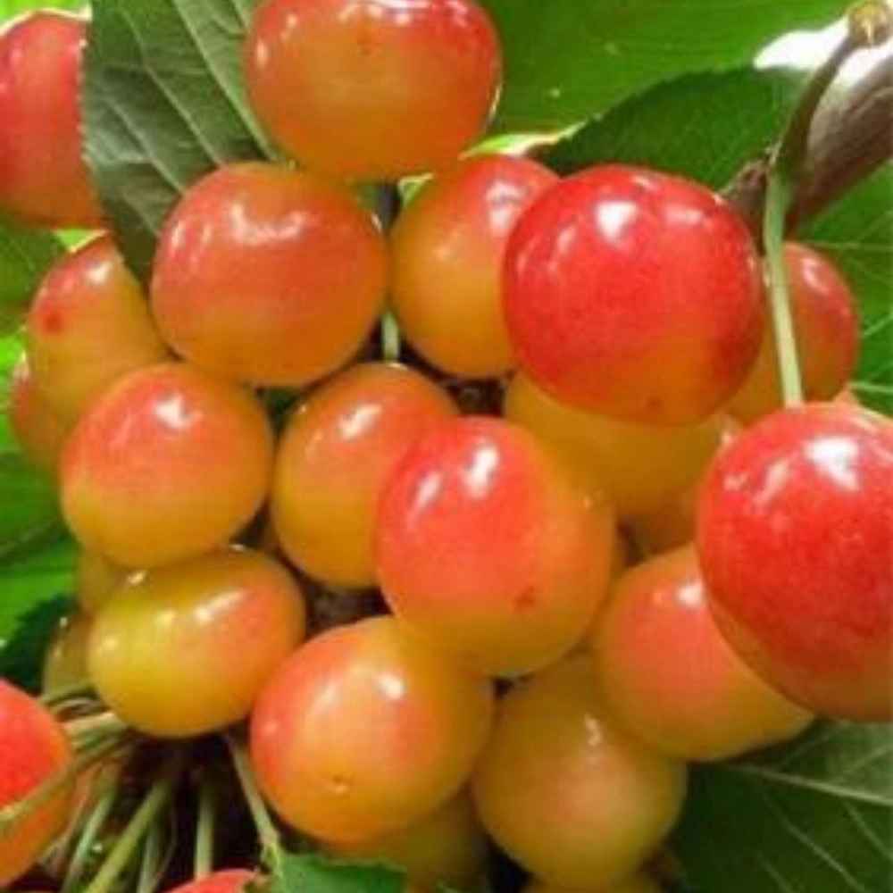 1739346757766.webp