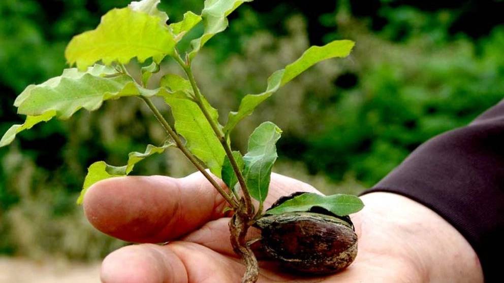 خصوصیات یک نهال خوب