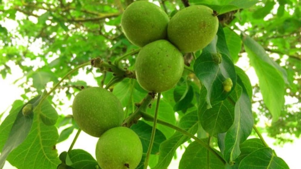 نکات مهم در انتخاب نهال